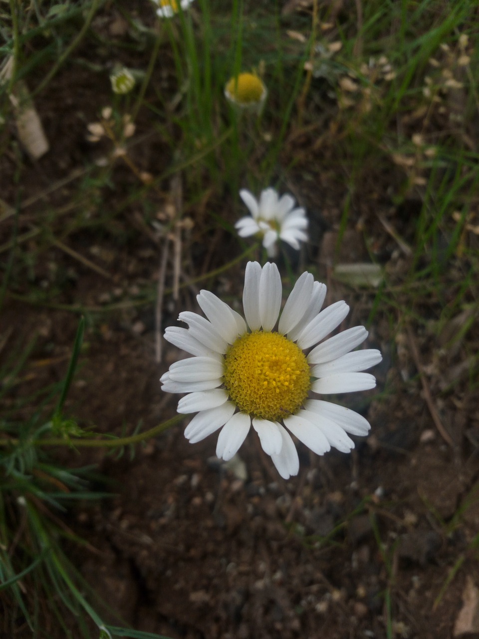 nature  flower  plant free photo