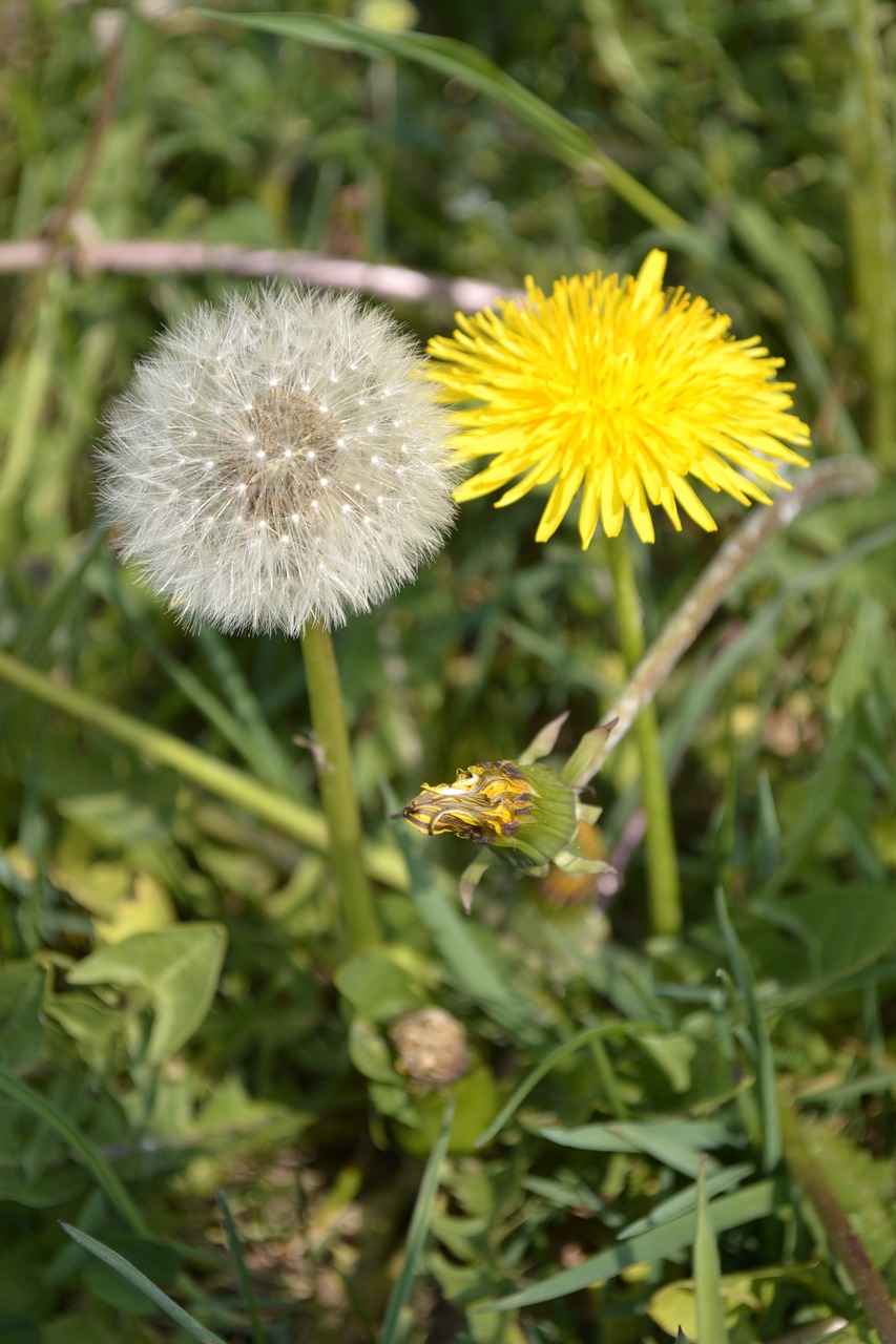 nature  plant  flower free photo