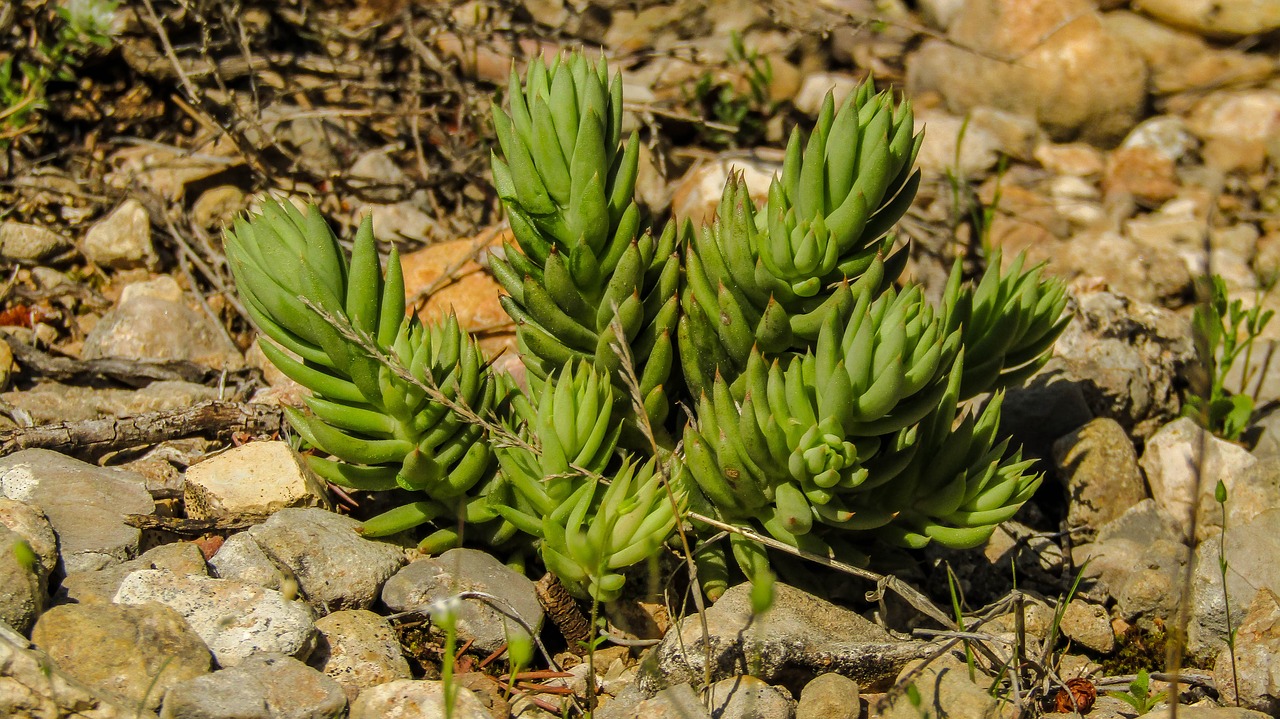 nature  plant  outdoors free photo