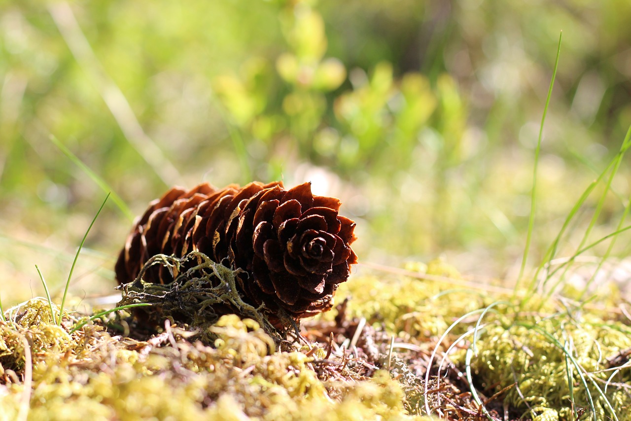 nature  tap  pine cones free photo