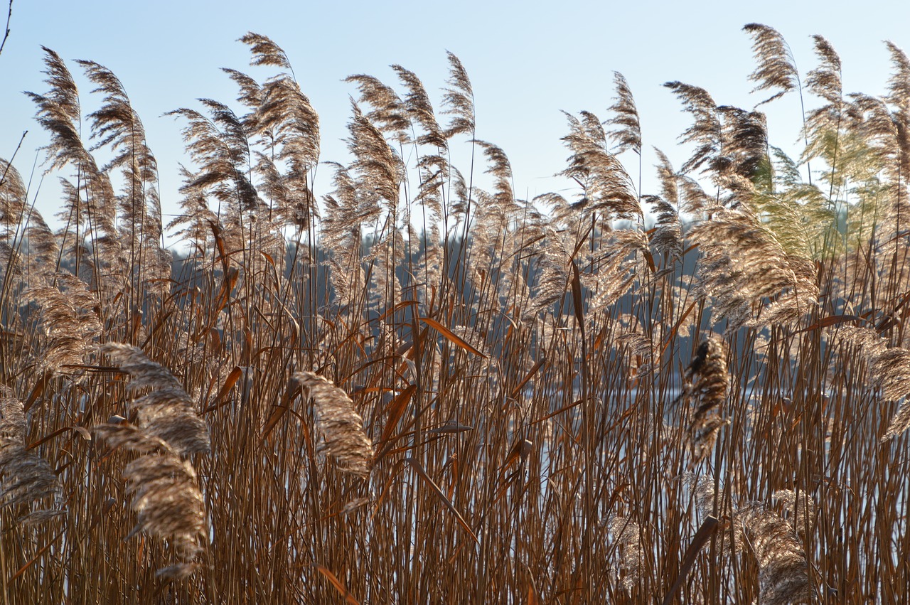 nature  rural  plant free photo