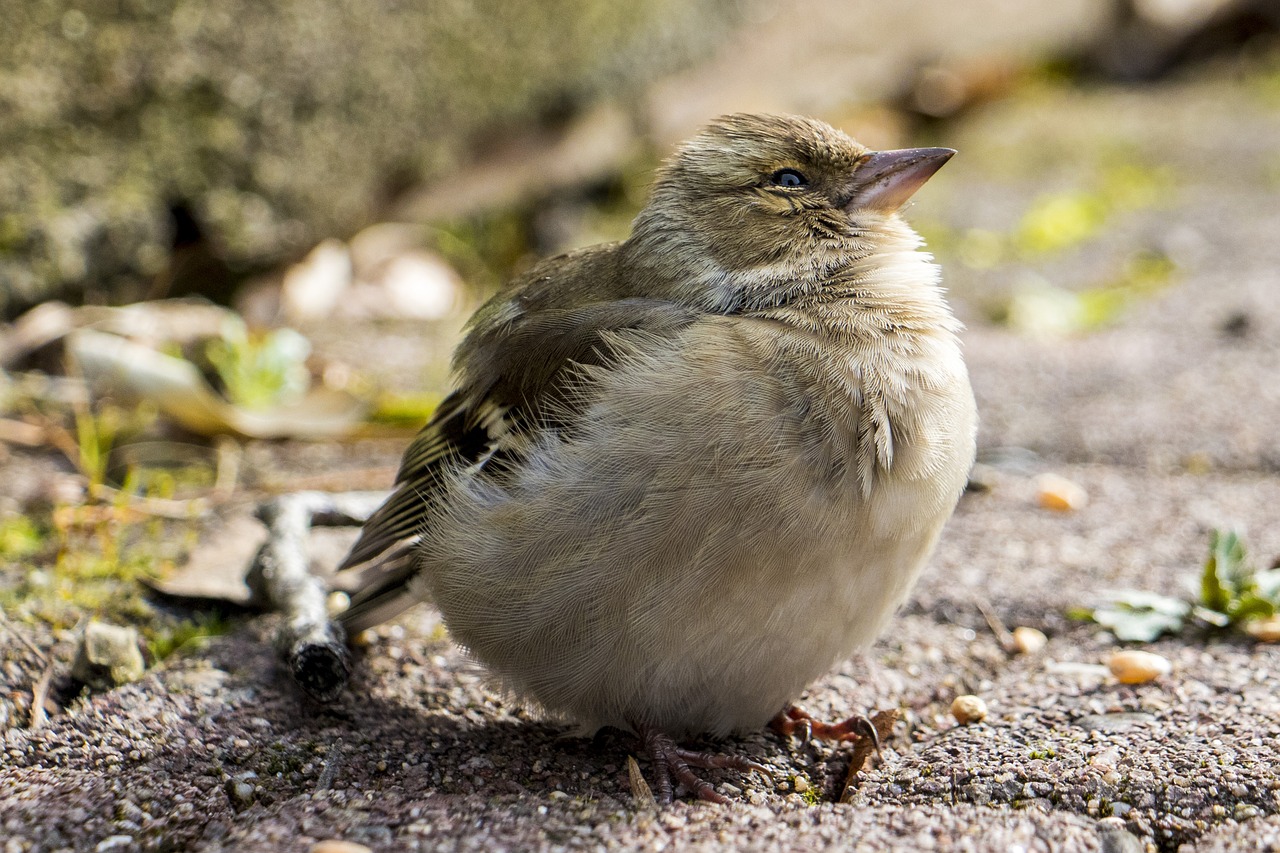 nature  bird  animal world free photo