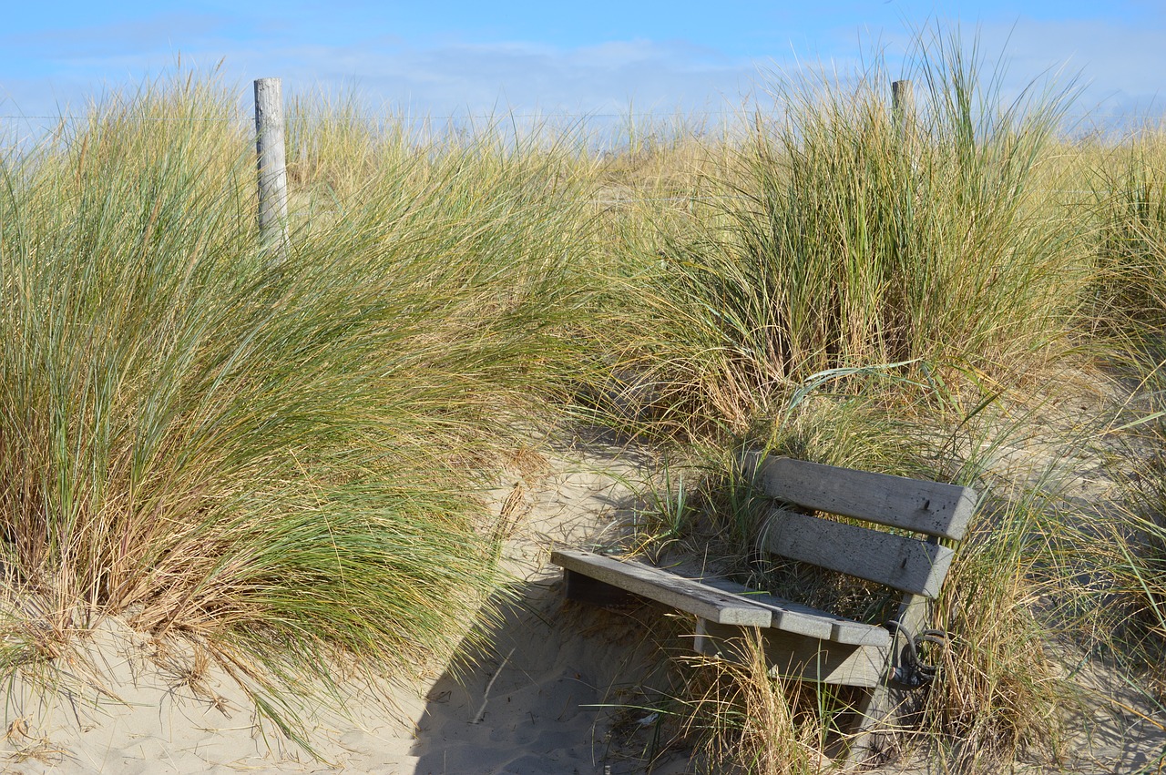 nature  grass  summer free photo