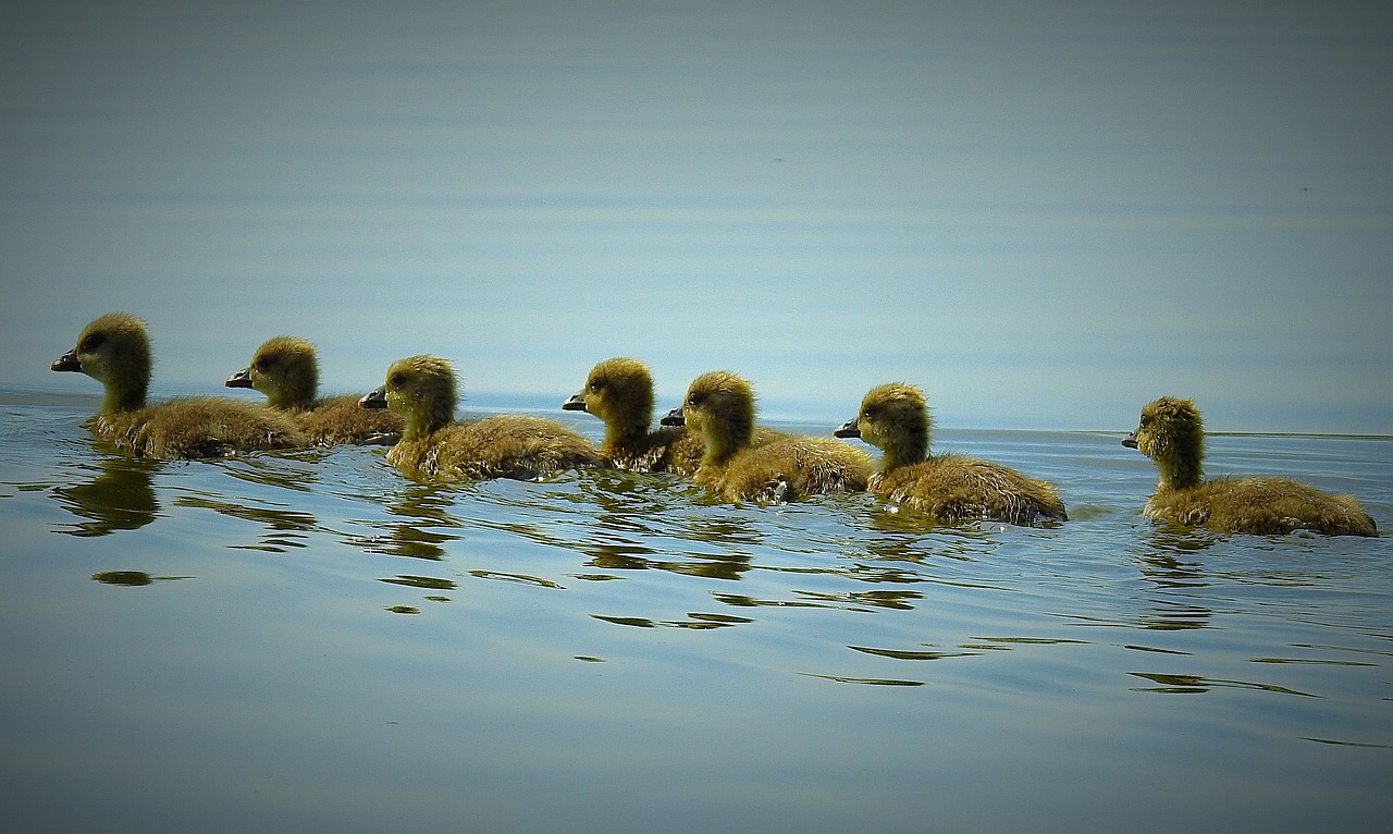 nature  birds  young wild geese free photo