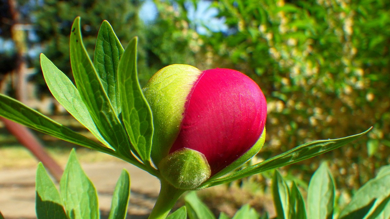 nature  leaf plants  plant free photo