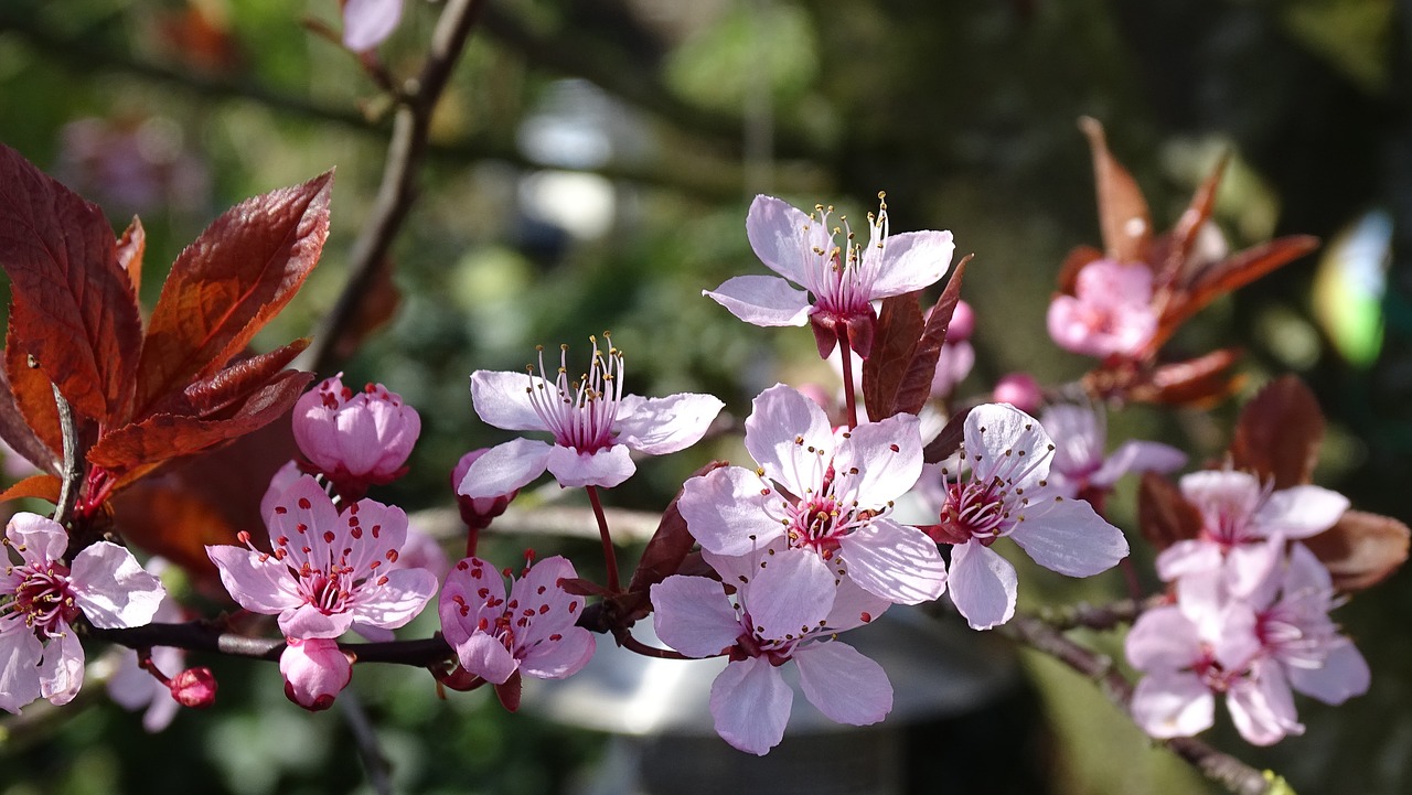 nature  plant  garden free photo