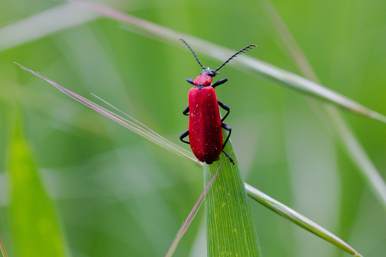 nature  insect  summer free photo