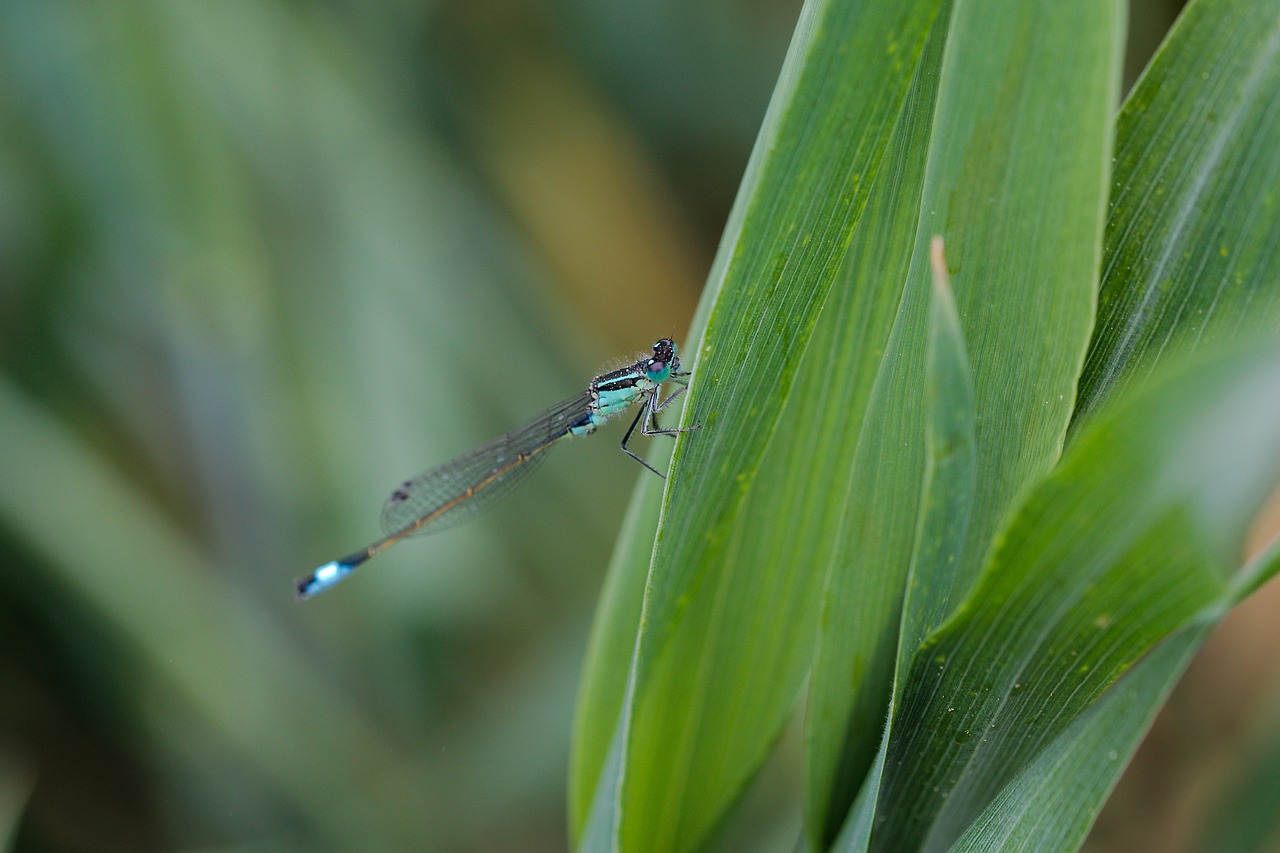 nature  insect  leaf free photo