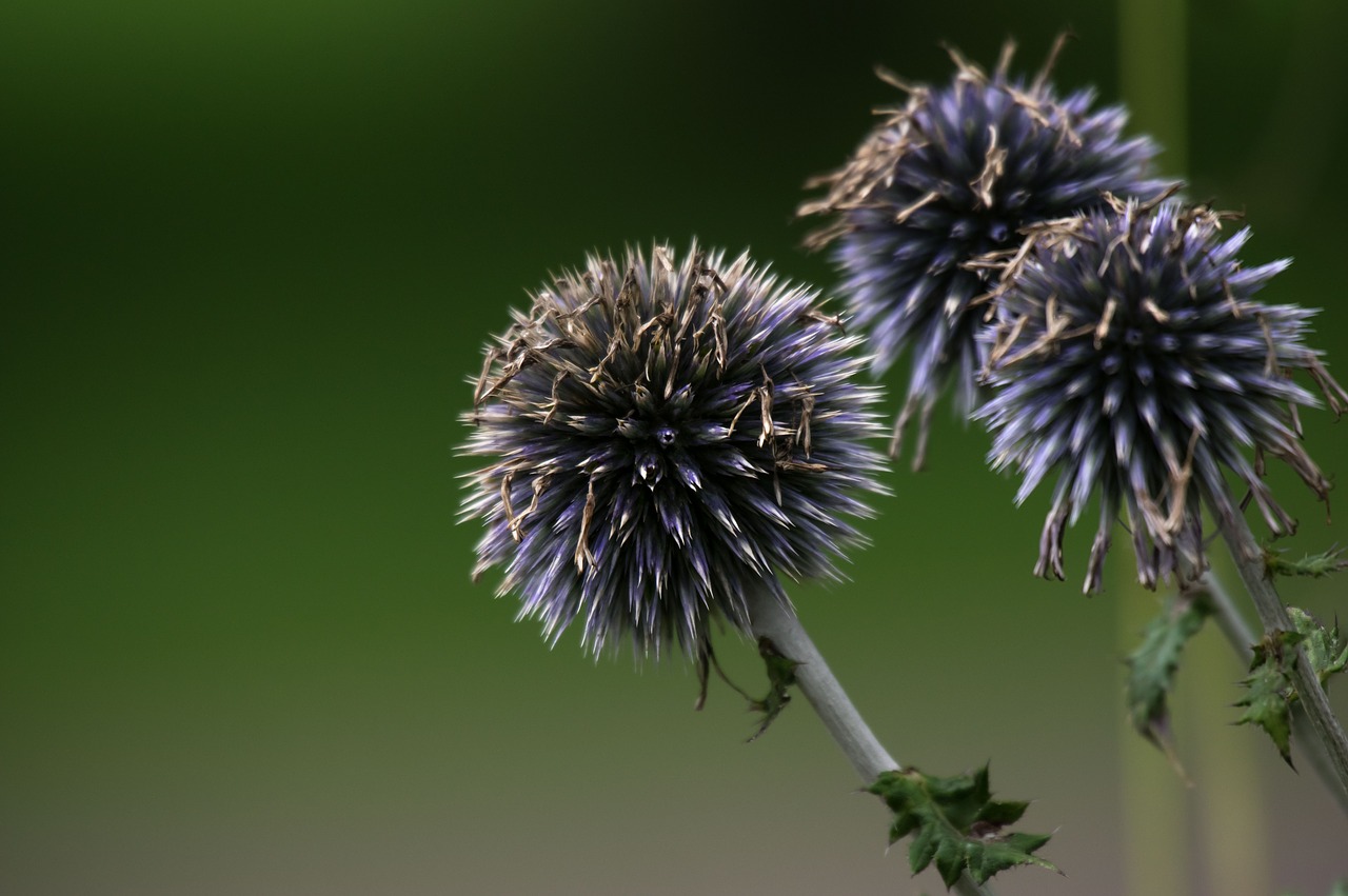 nature  plant  summer free photo