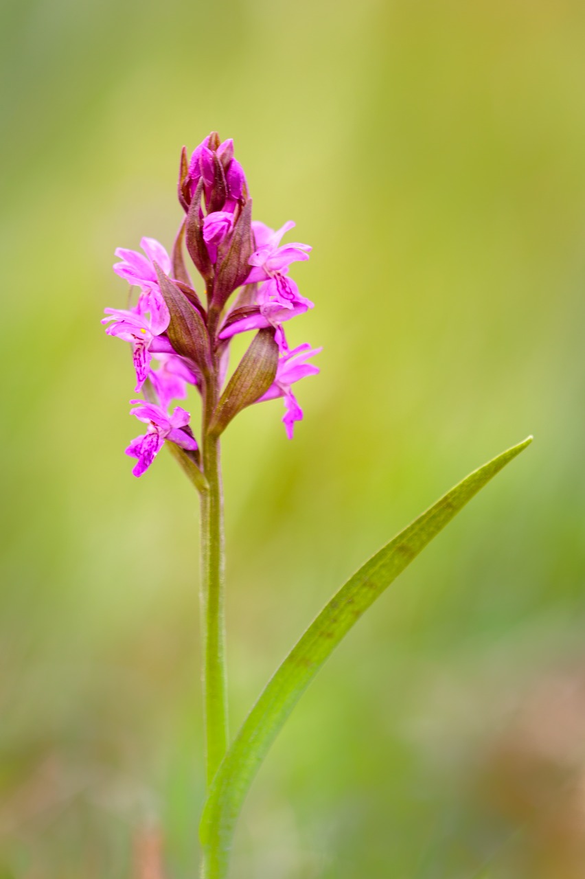 nature  flower  plant free photo