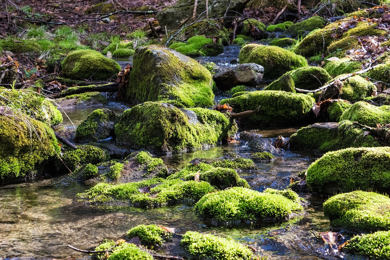 nature  water  moss free photo