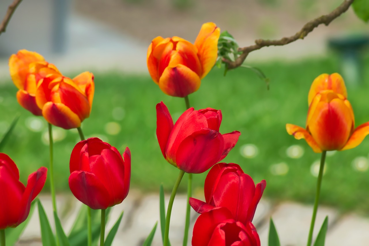 nature  flower  plant free photo