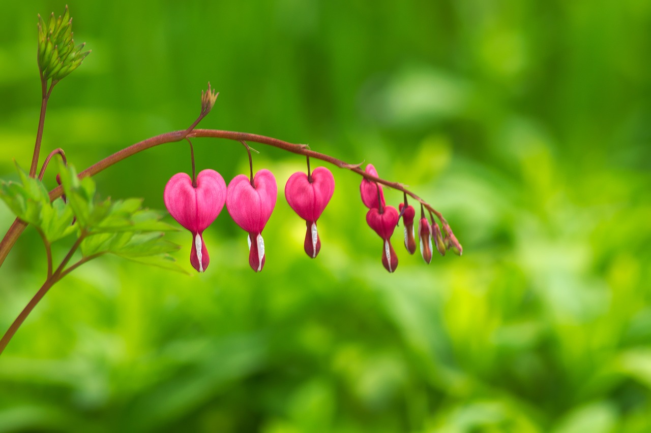 nature  leaf  plant free photo