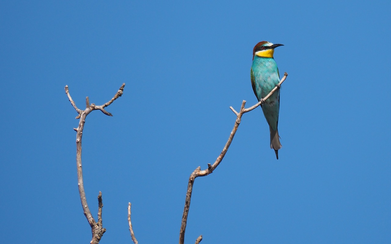 nature  bird  guepier free photo