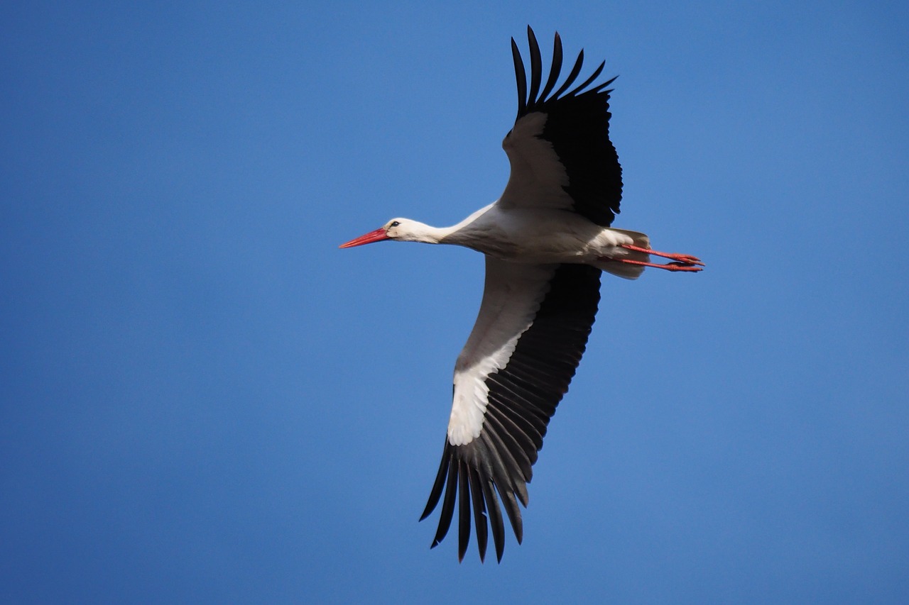 nature  bird  stork free photo