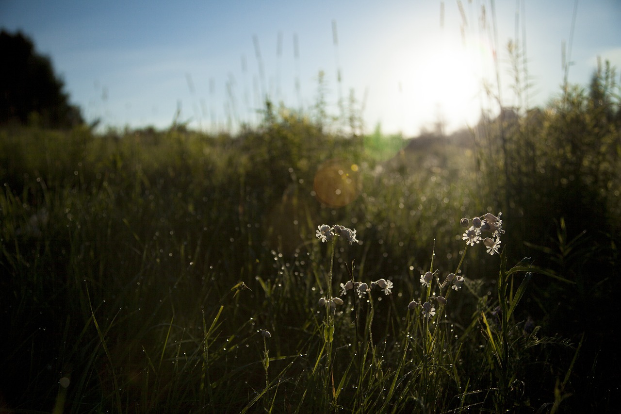 nature grass field free photo