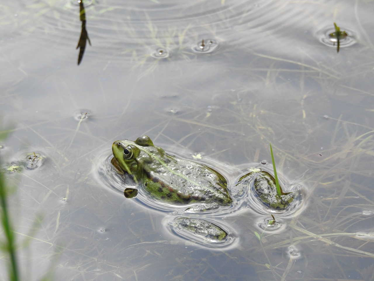 nature  monolithic part of the waters  amphibians bezogonowe free photo