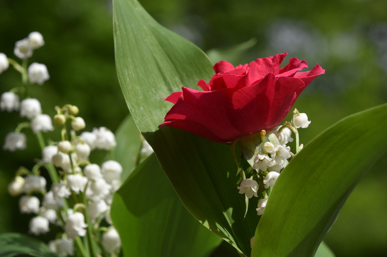 nature  flower  plant free photo