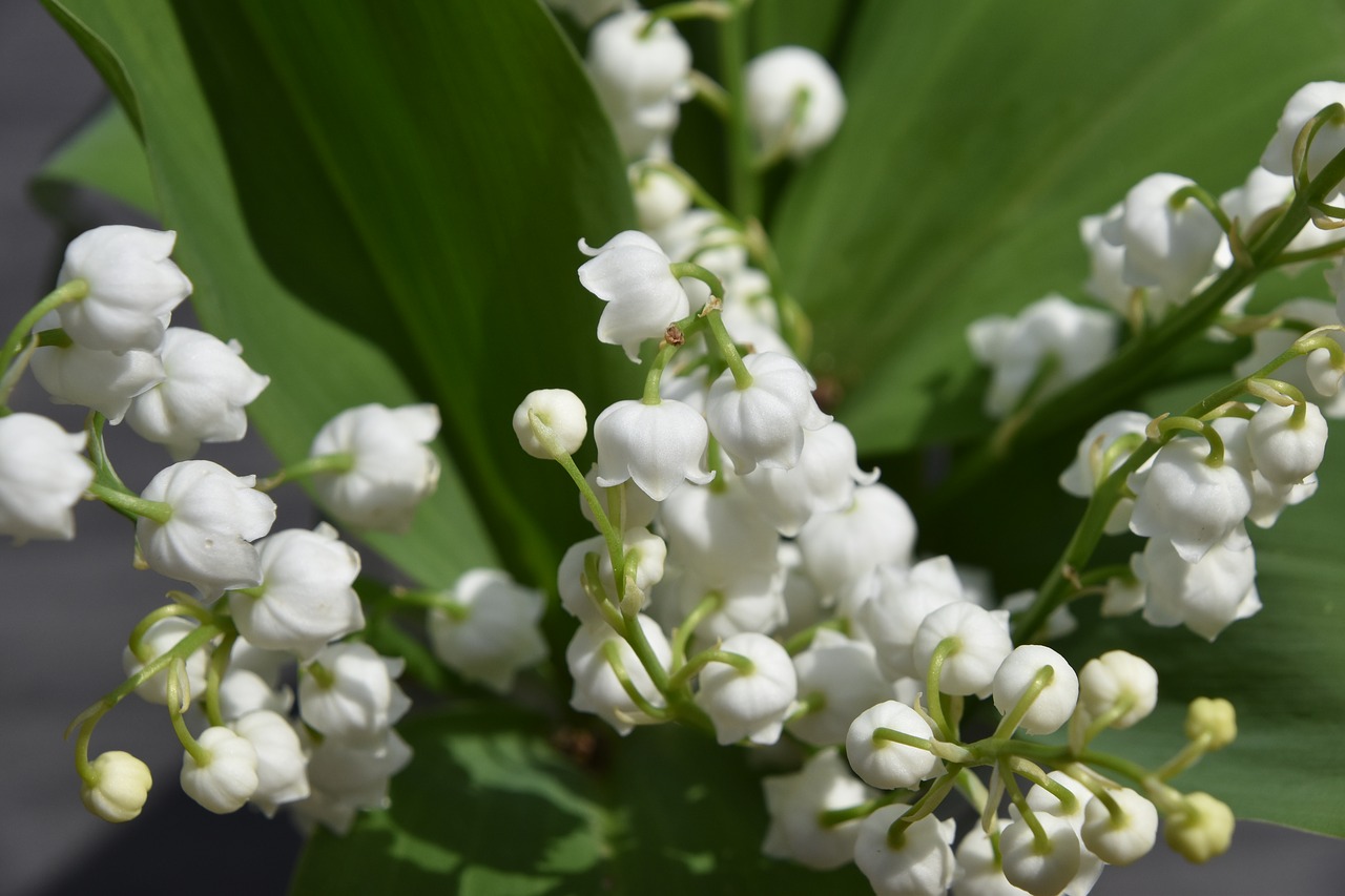 nature  flower  plant free photo