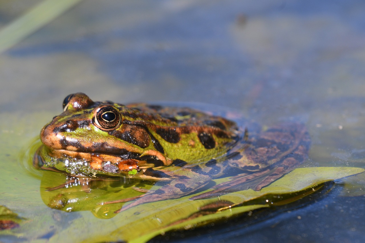 nature  amphibian  animal free photo