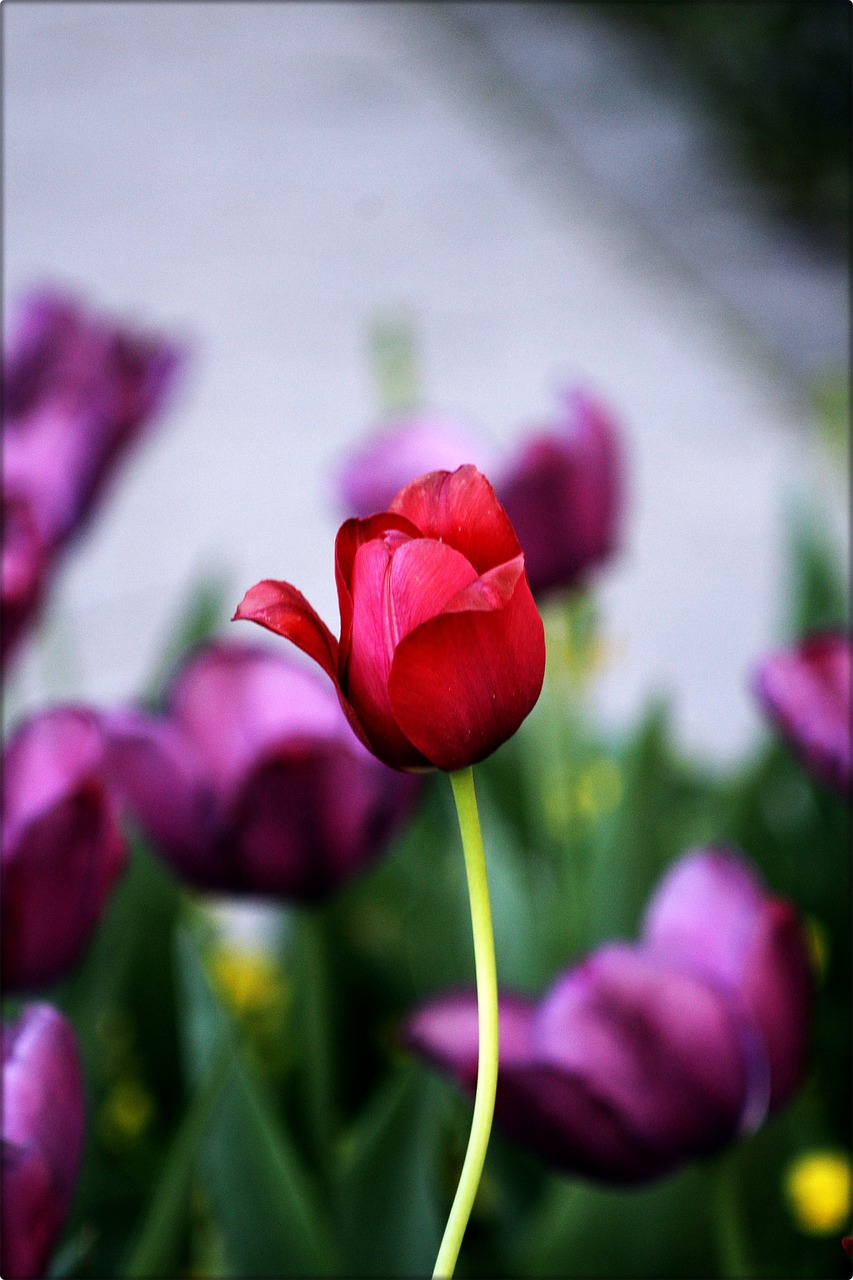 nature  tulip  plant free photo