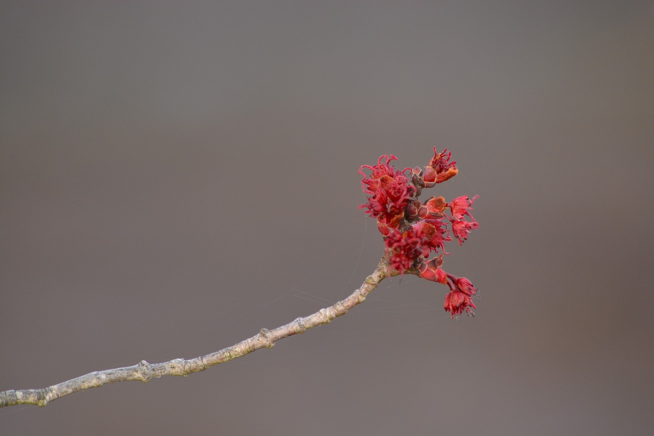 nature  branch  flower free photo