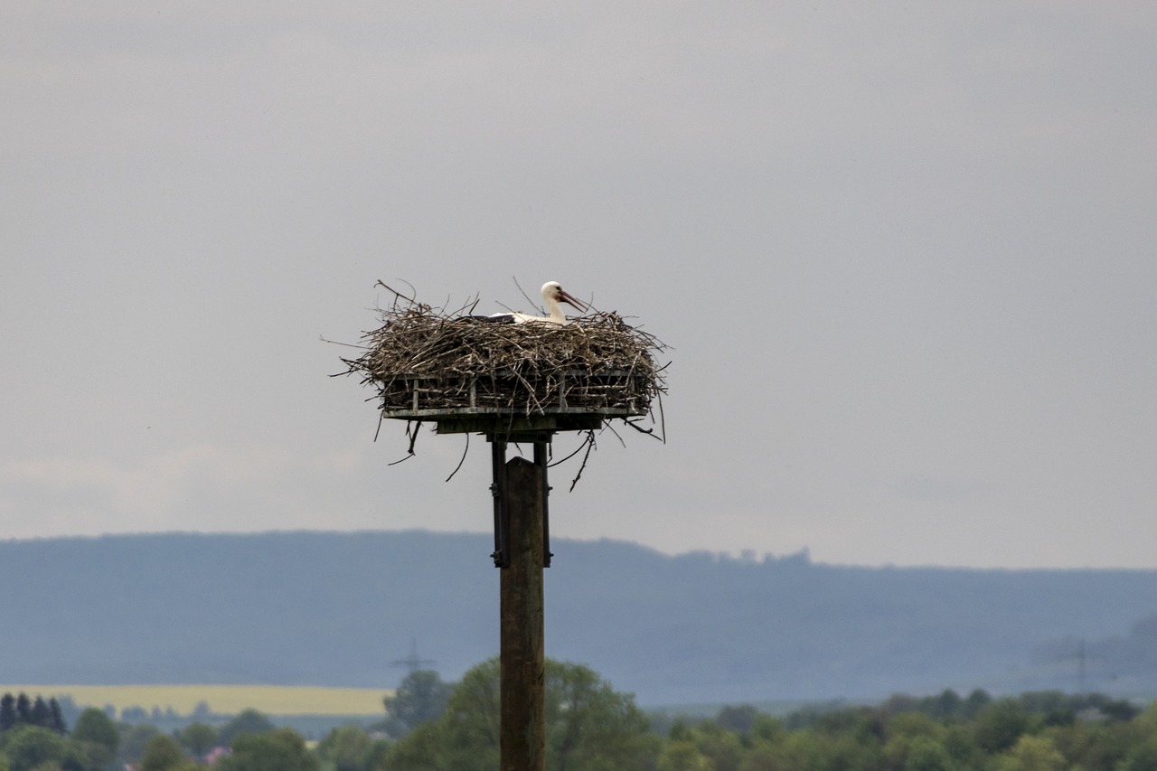 nature  bird  sky free photo