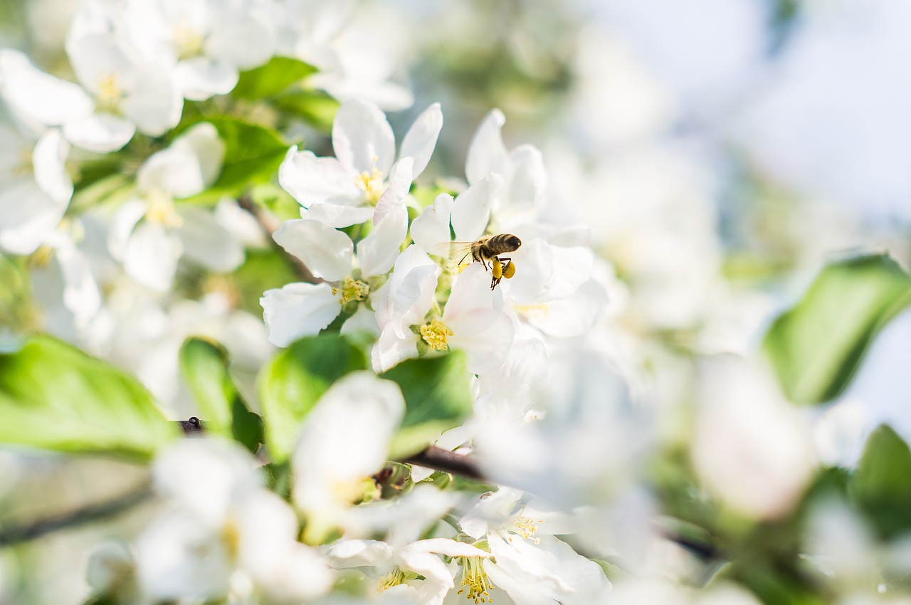 nature  flower  plant free photo