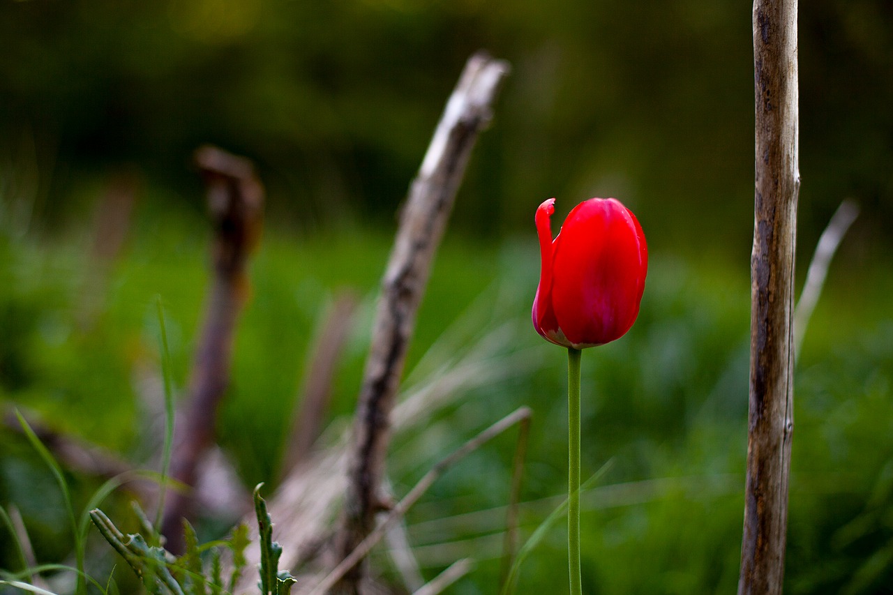 nature  flower  plant free photo