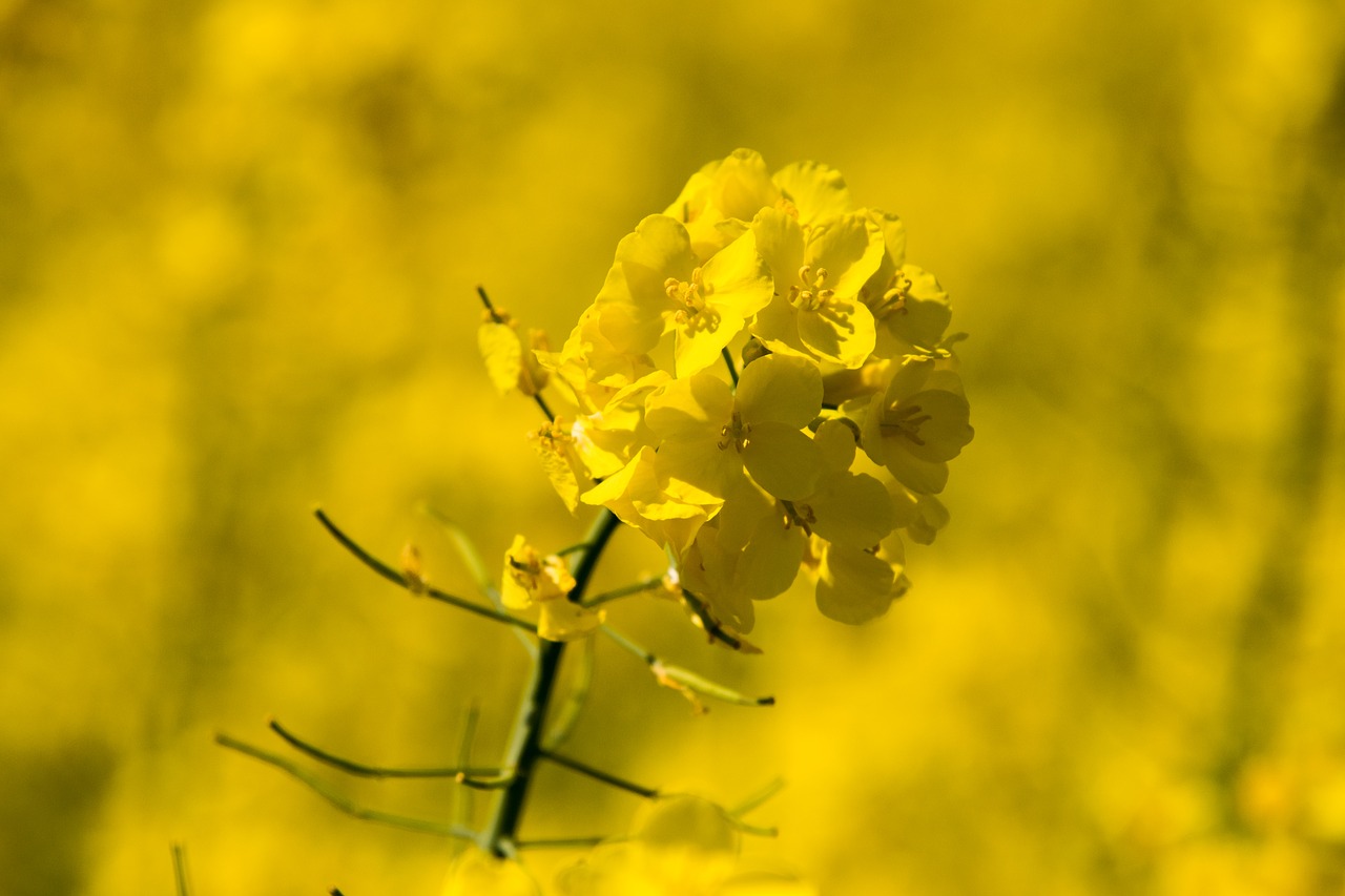 nature  flower  plant free photo