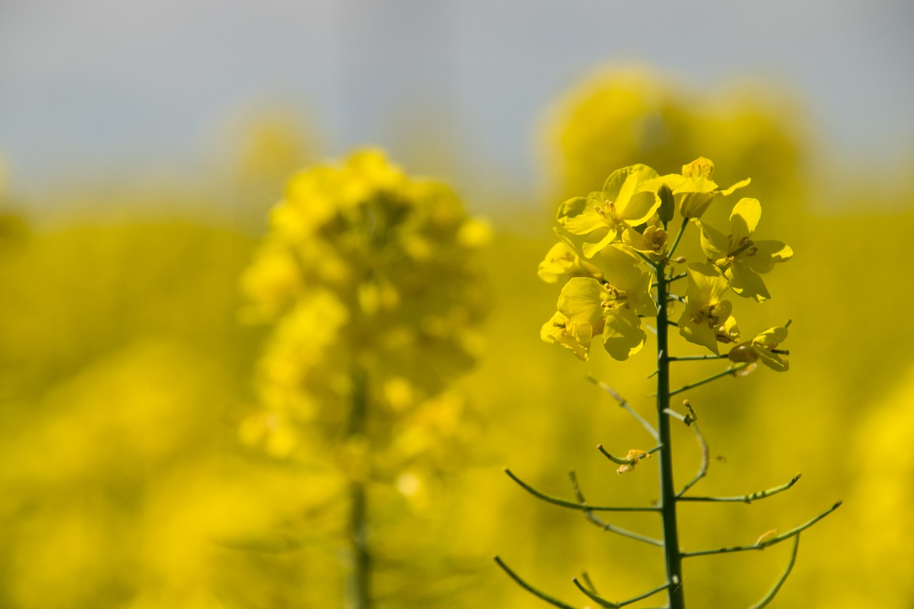 nature  flower  plant free photo