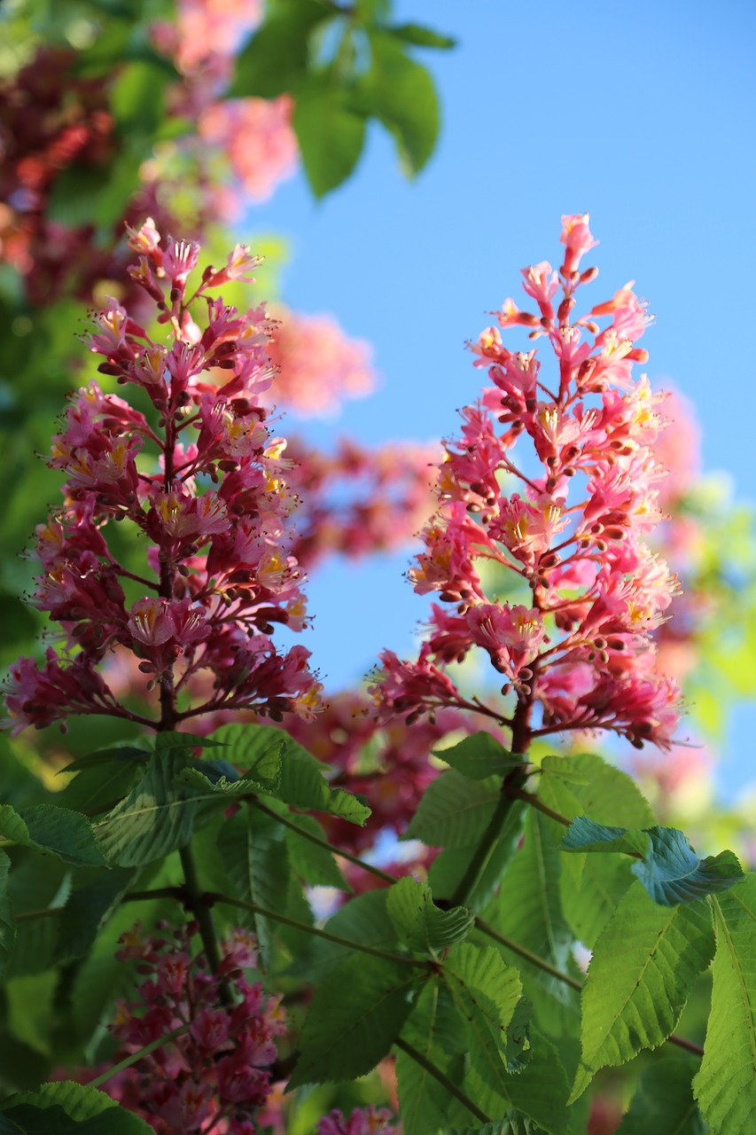 nature  flower  plant free photo