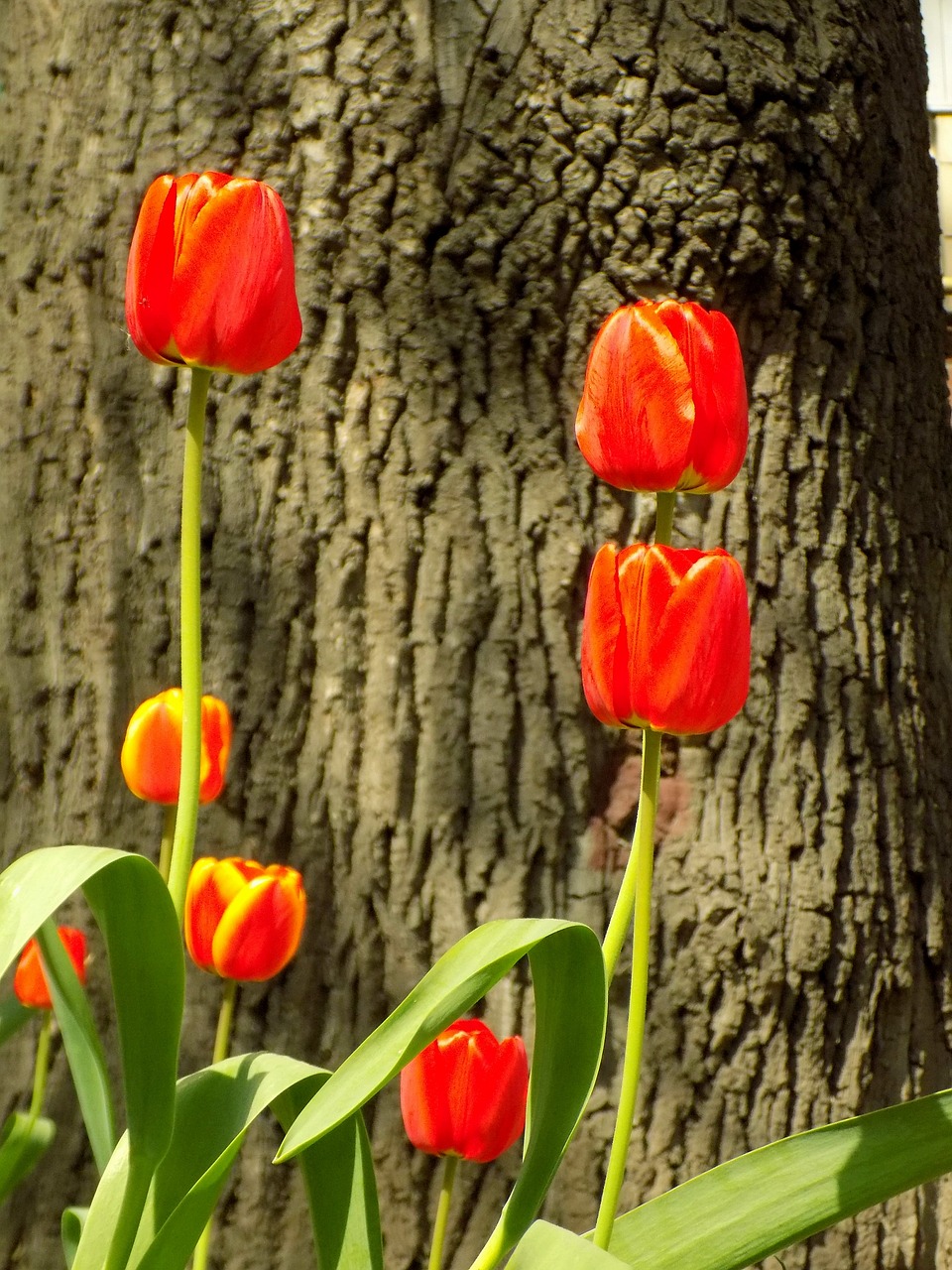 nature  tulip  plant free photo