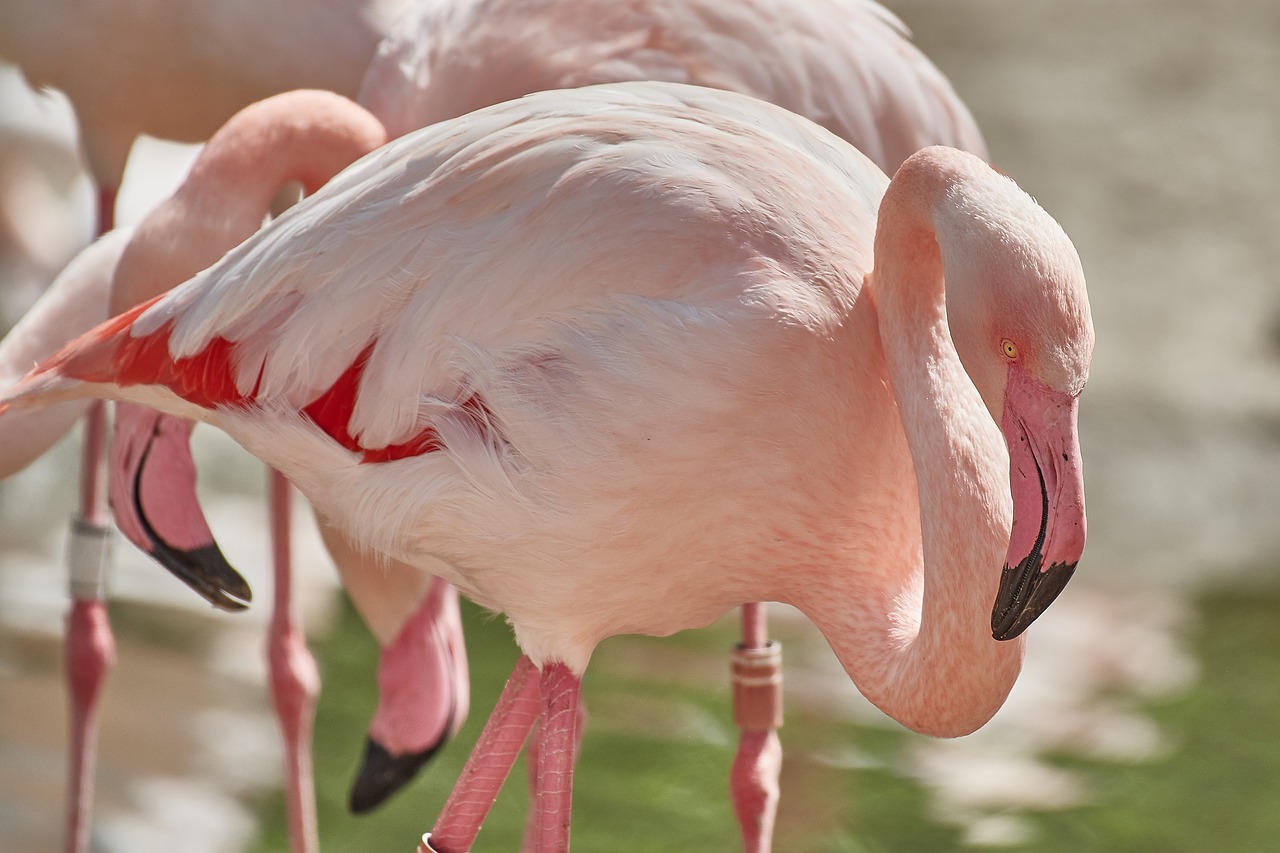 nature  flamingo  bird free photo