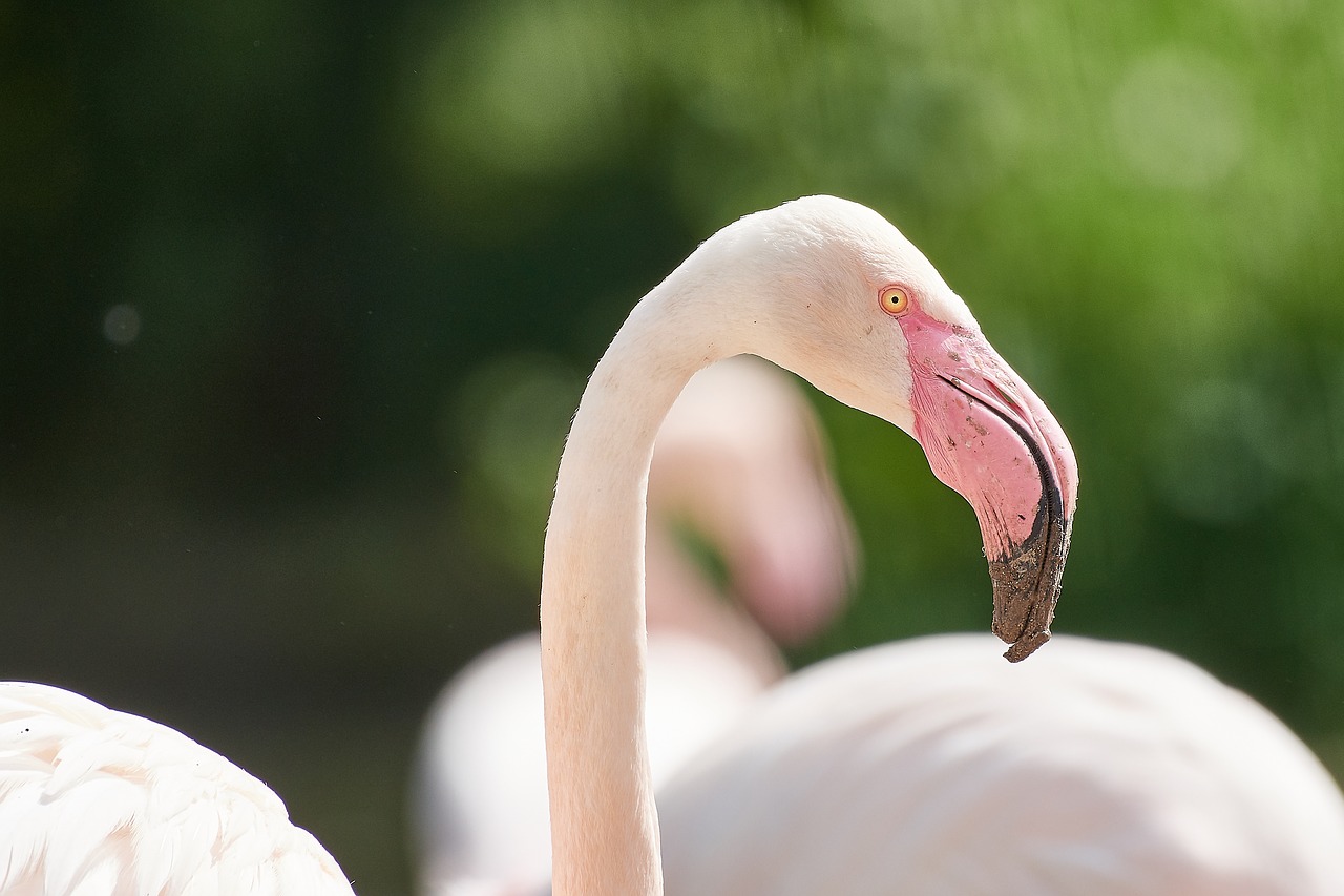 nature  flamingo  bird free photo