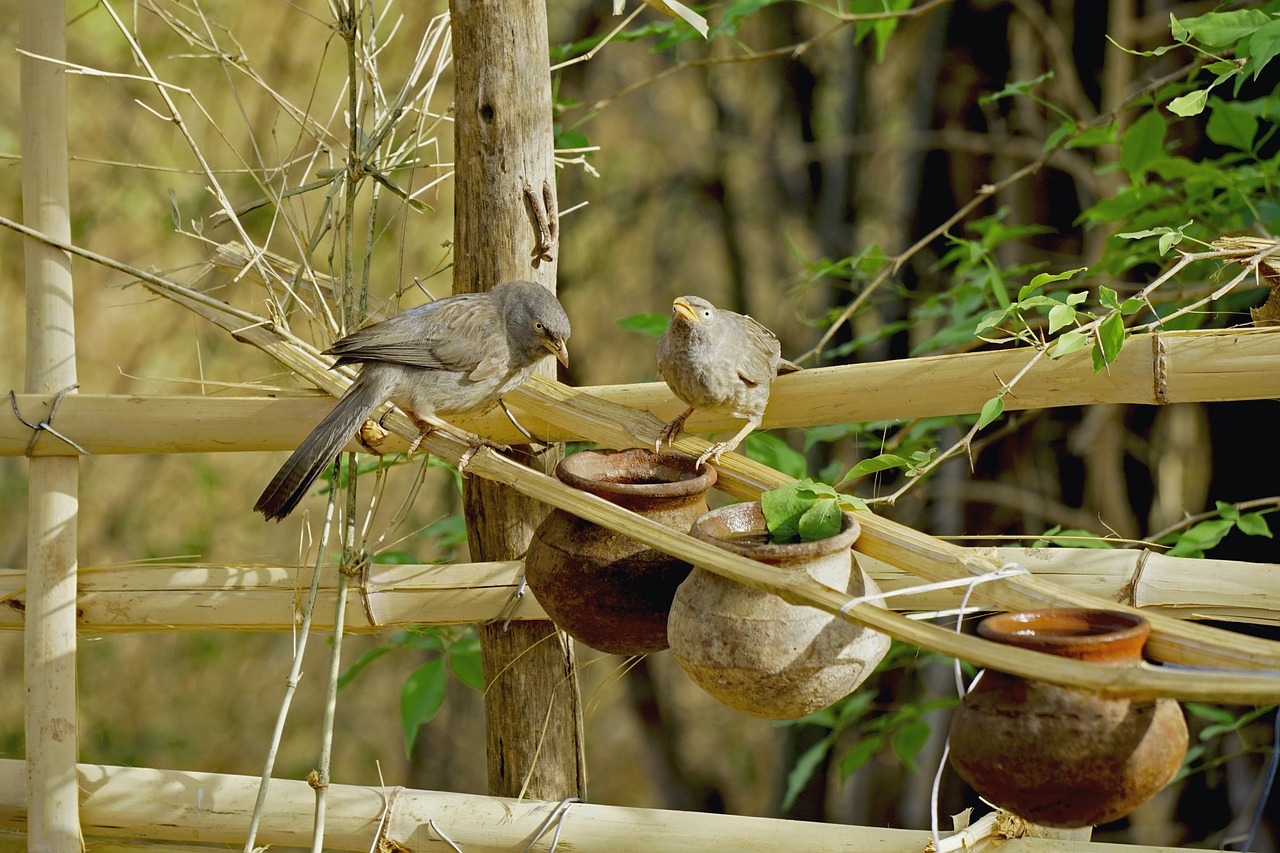 nature  wood  bird free photo