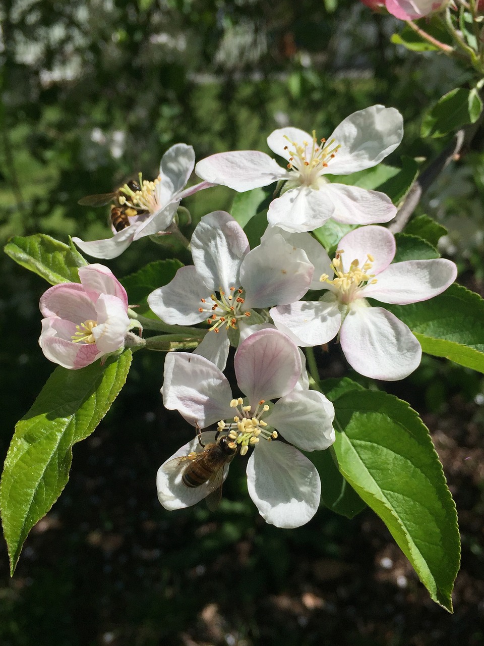 nature  flower  flora free photo