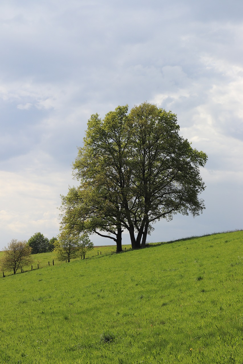 nature  landscape  tree free photo