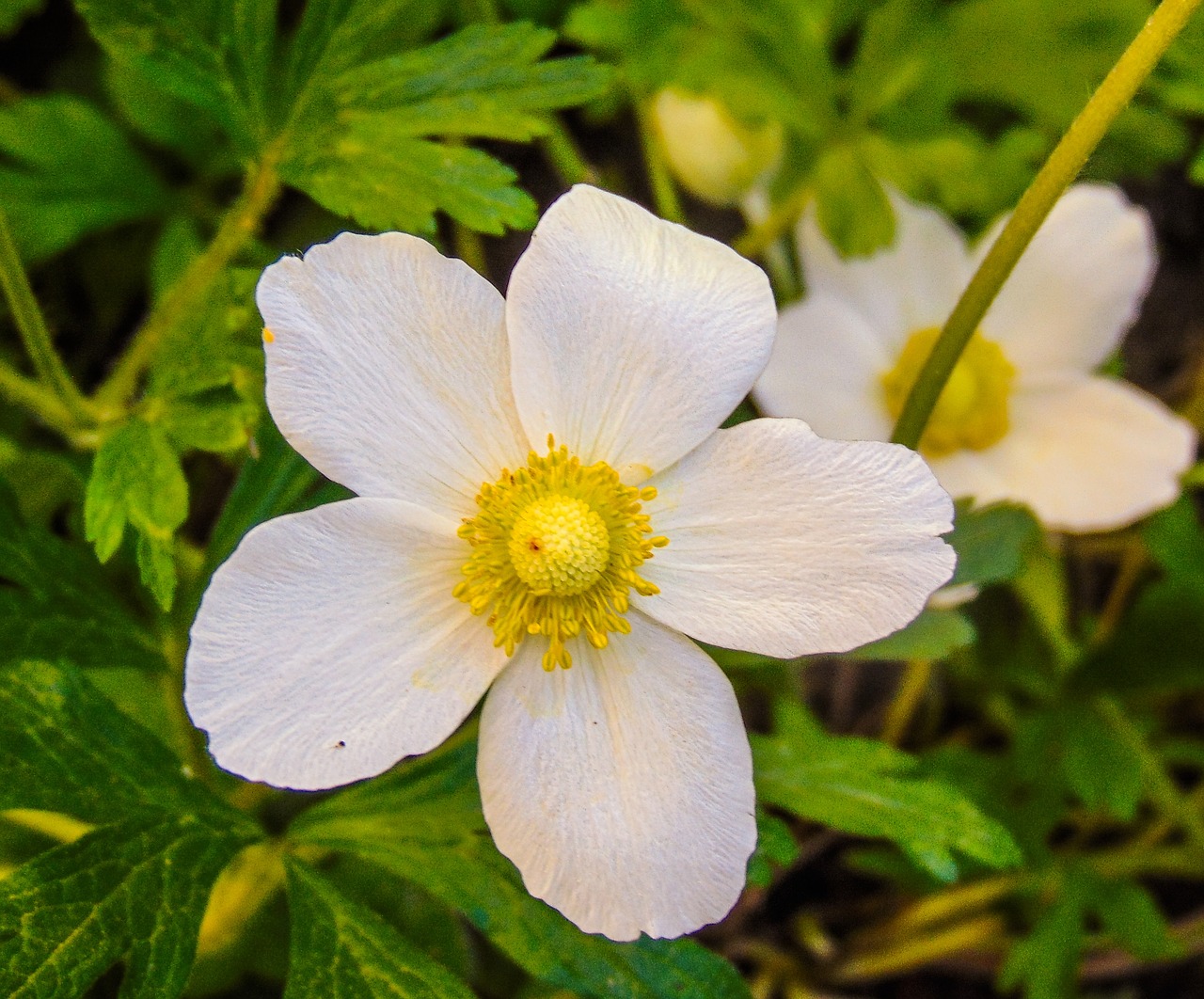 nature  flower  plant free photo