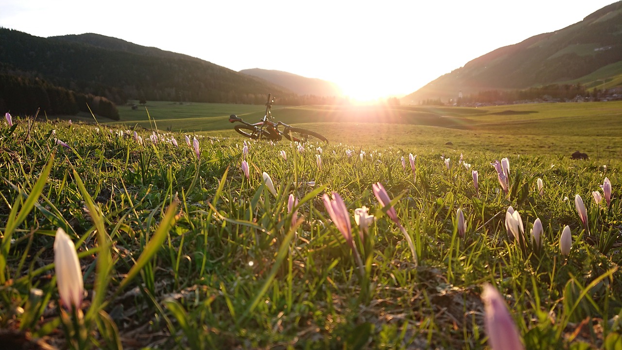 nature  grass  flower free photo