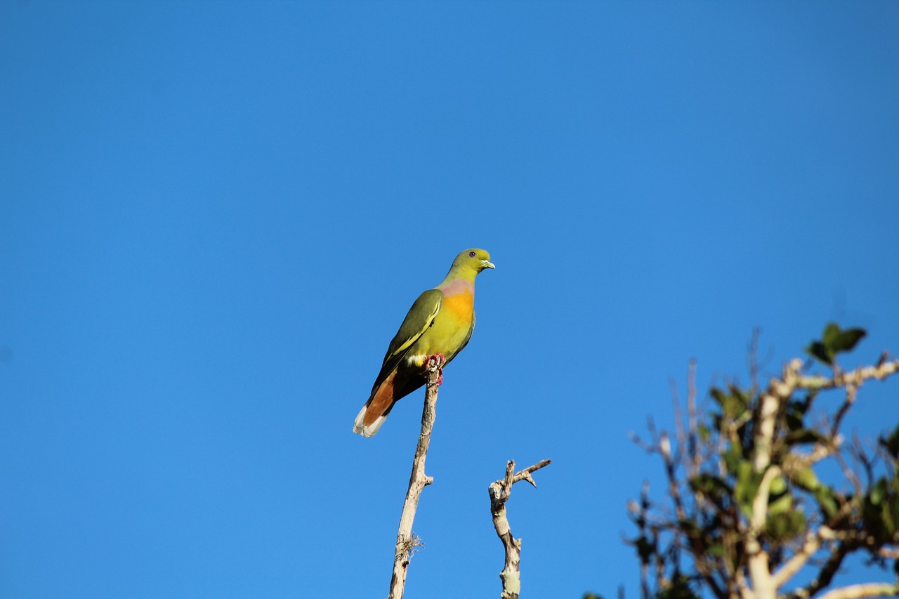 nature  sky  bird free photo