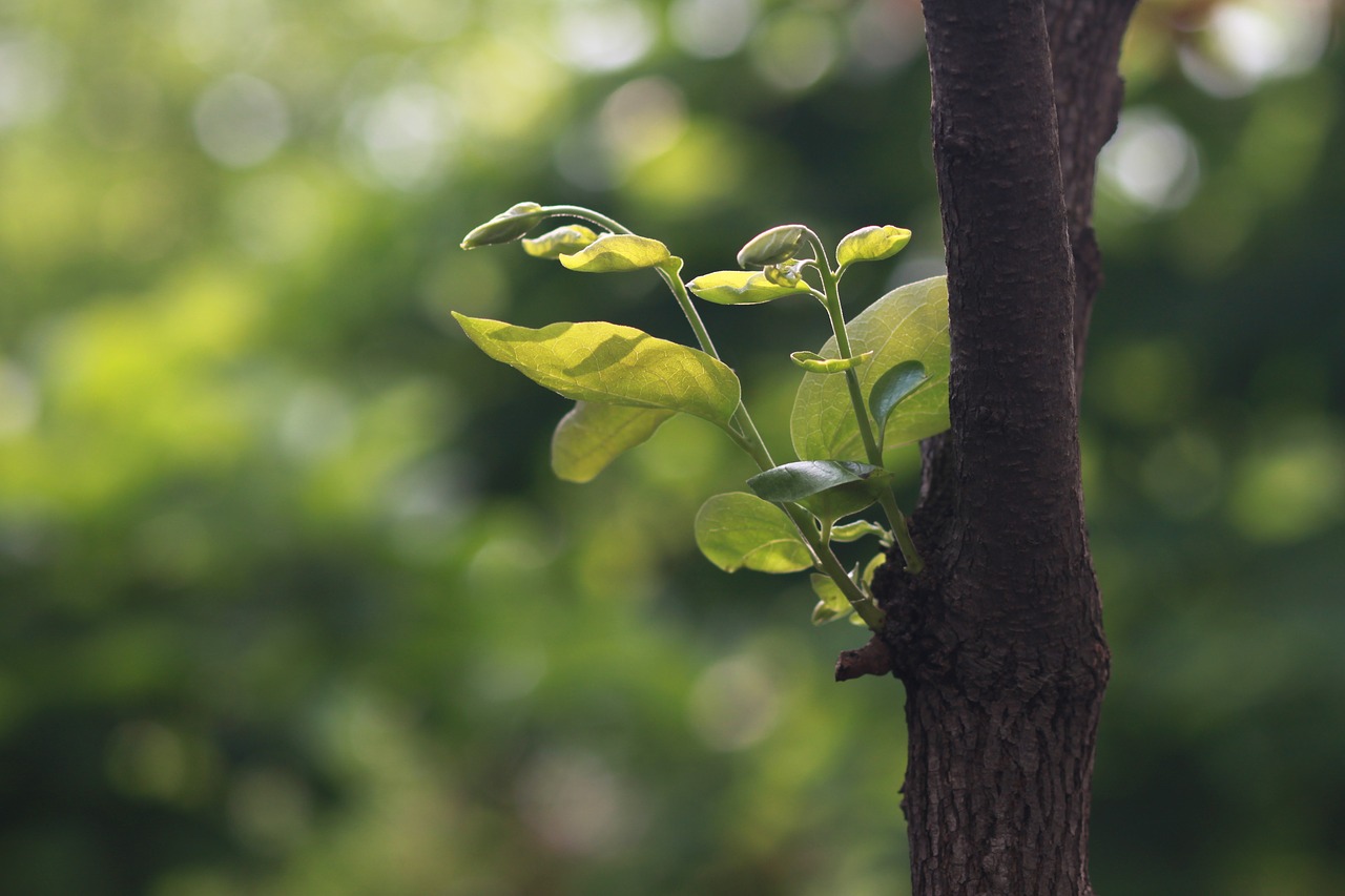 nature  wood  leaf free photo