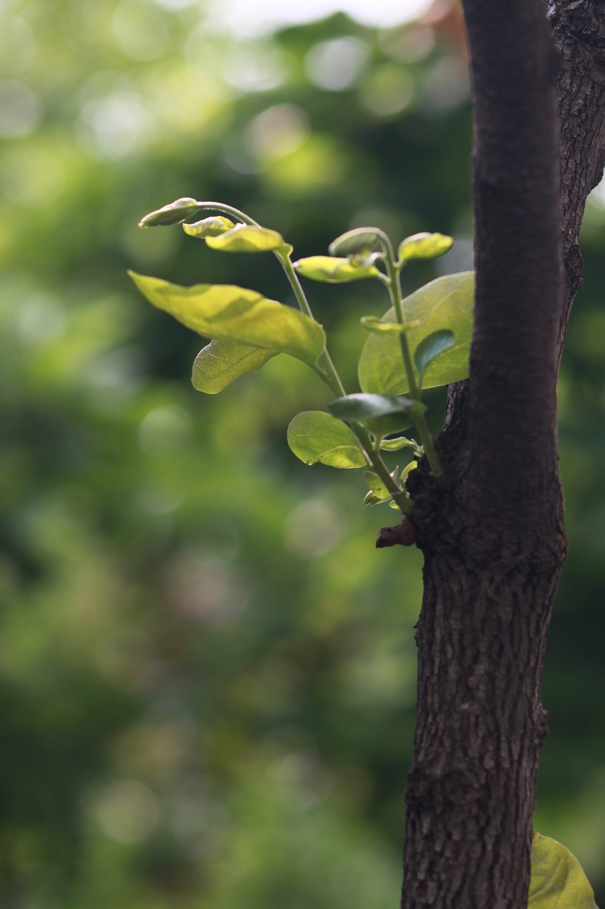 nature  wood  leaf free photo