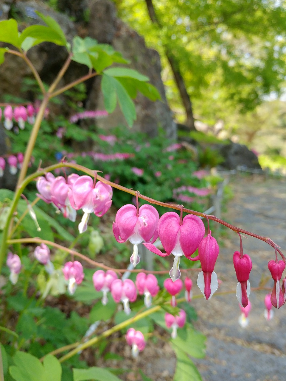 nature  plants  leaf free photo