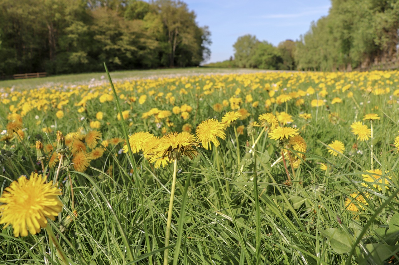 nature  field  flower free photo