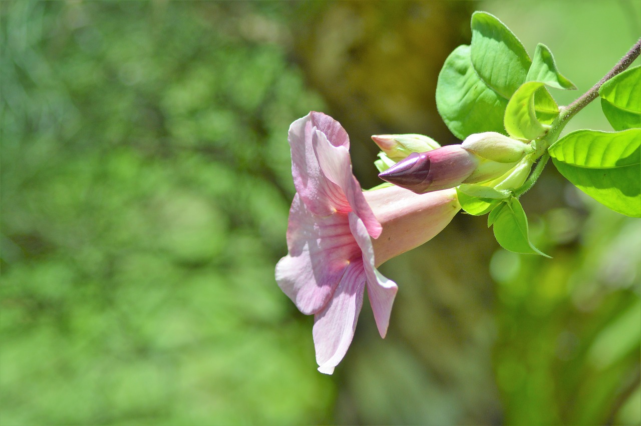 nature  leaf  plant free photo