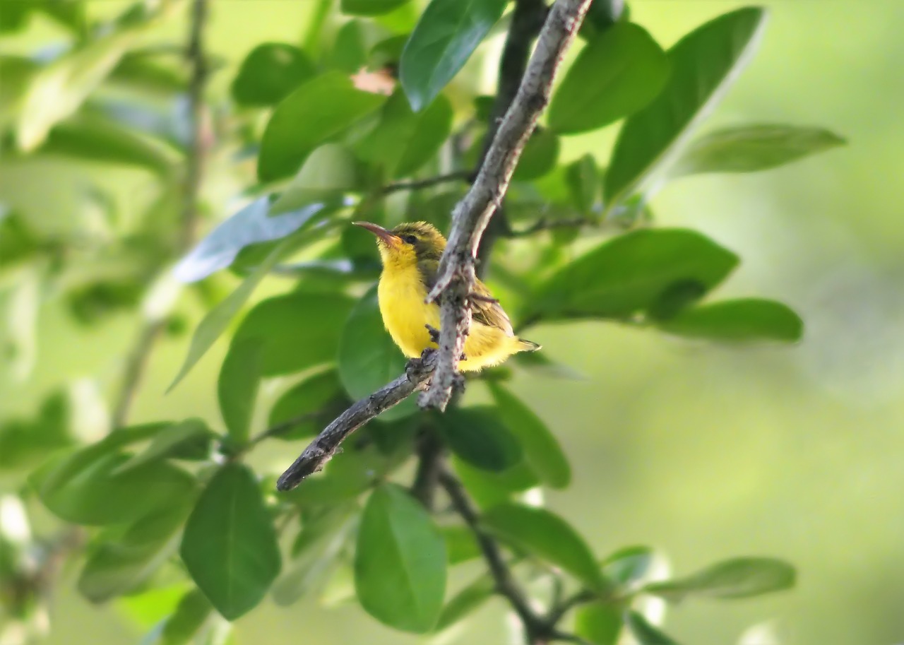 nature  bird  tree free photo