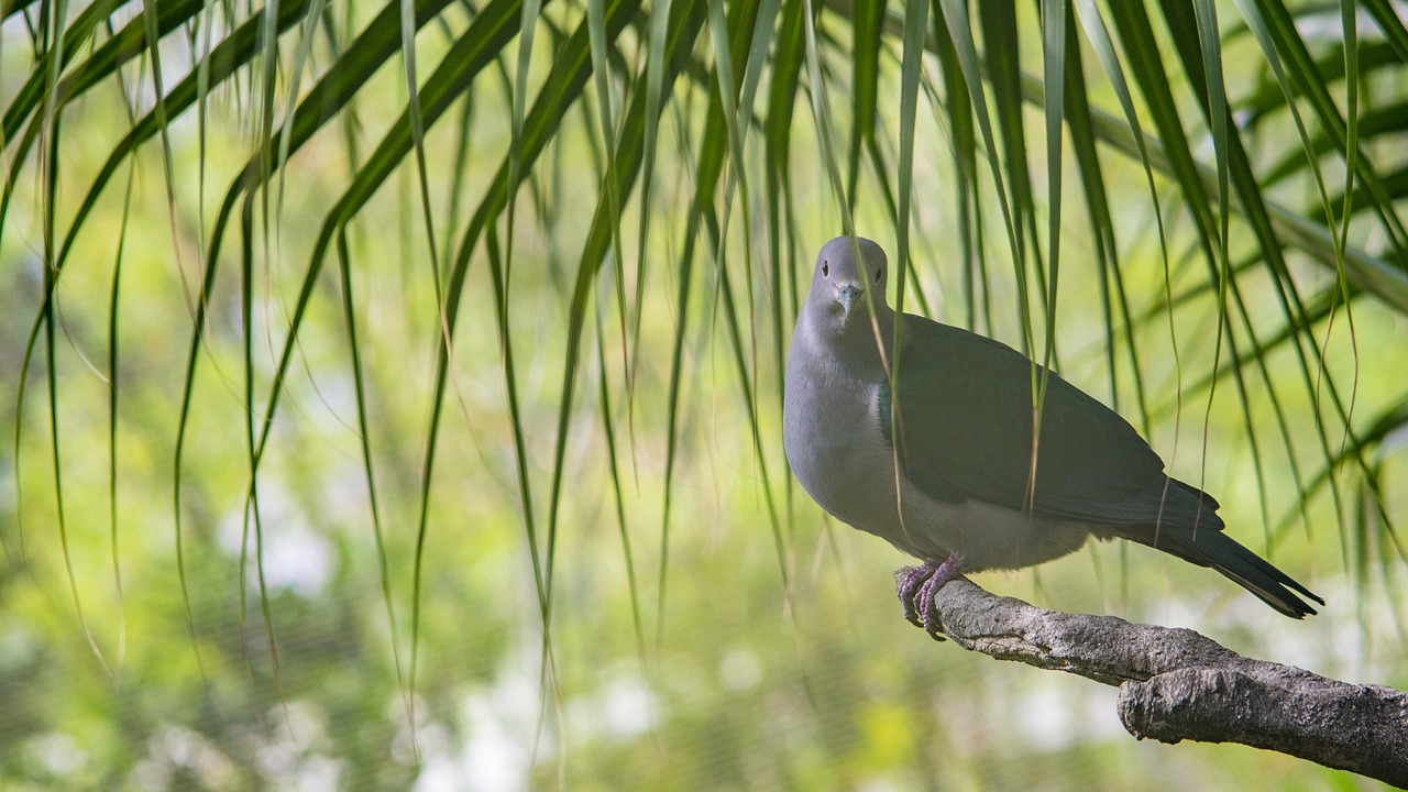 nature  bird  wildlife free photo