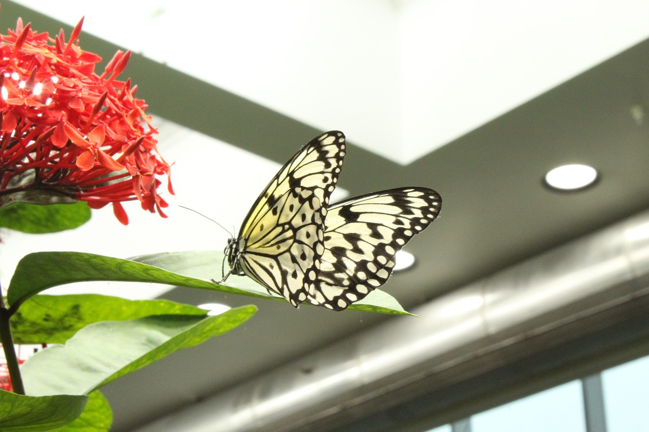 nature  butterfly  flower free photo