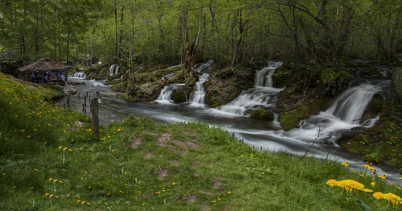 nature  water  wood free photo